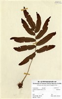藏品(頂羽鱗毛蕨)的圖片